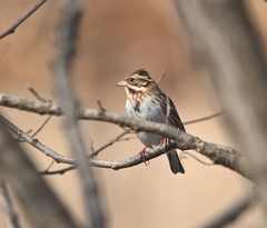 Emberiza rustica