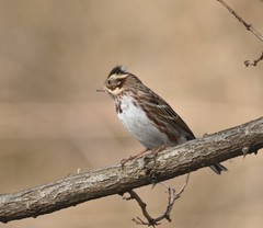 Emberiza rustica