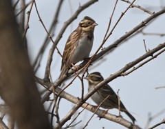 Emberiza rustica