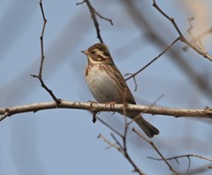Emberiza rustica