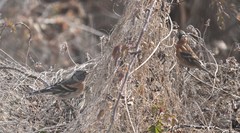 Fringilla montifringilla