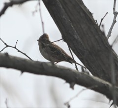 Emberiza rustica