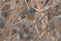 Fringilla montifringilla
