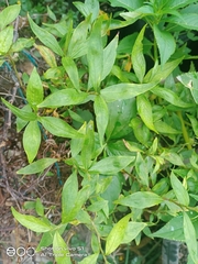Persicaria odorata