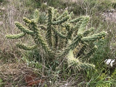 Austrocylindropuntia