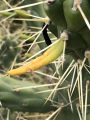 Austrocylindropuntia