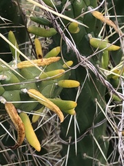 Austrocylindropuntia