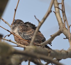 Streptopelia orientalis