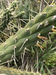 Austrocylindropuntia