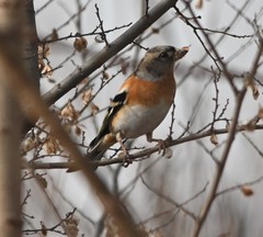 Fringilla montifringilla