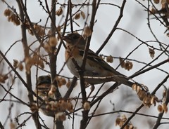 Fringilla montifringilla