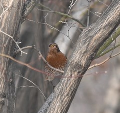 Turdus naumanni