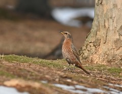Turdus naumanni
