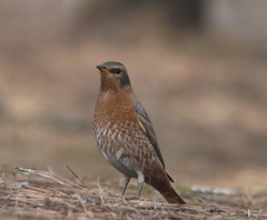 Turdus naumanni