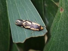 Palimmeces poecilella