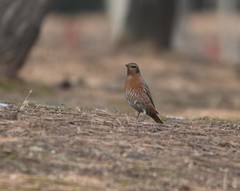 Turdus naumanni