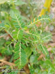 Phyllanthus niruri