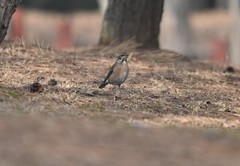 Turdus eunomus