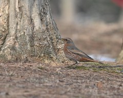 Turdus naumanni
