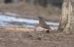 Turdus naumanni
