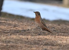 Turdus naumanni