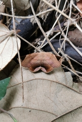 Psimada quadripennis