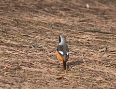 Phoenicurus auroreus