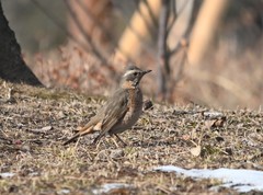 Turdus naumanni