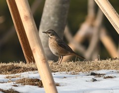 Turdus naumanni