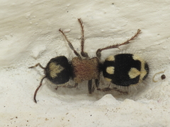 Ronisia barbarula
