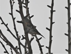 Fringilla montifringilla