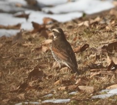 Turdus eunomus