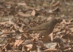 Turdus naumanni