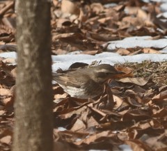 Turdus eunomus