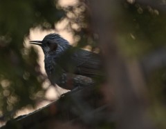 Hypsipetes amaurotis