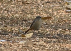 Phoenicurus auroreus