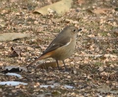 Phoenicurus auroreus