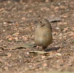 Phoenicurus auroreus