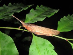 Desmoptera truncatipennis