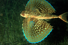 Dactylopterus volitans