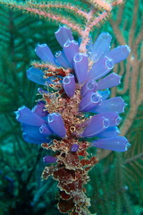 Clavelina puertosecensis