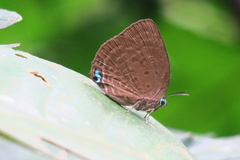 Arhopala amphimuta