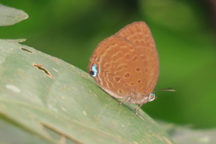 Arhopala amphimuta