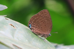 Arhopala amphimuta