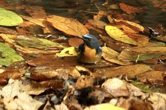 Cyornis glaucicomans