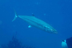 Scomberomorus regalis