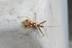 Epidaus famulus