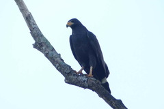 Buteogallus anthracinus utilensis