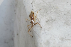 Epidaus famulus