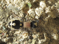 Ronisia barbarula